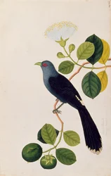 Booah Piedada, Boorong Boobote, from Drawings of Birds from Malacca, c.1805-18
